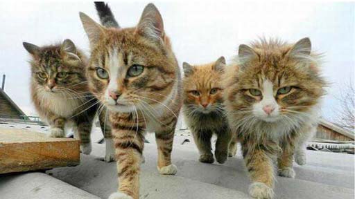 一支优秀的团队是如何死掉的？看完也是醉了